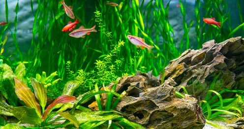 Gezond beplant aquarium met levendige waterplanten en vissen, geoptimaliseerd door NPK-bemesting