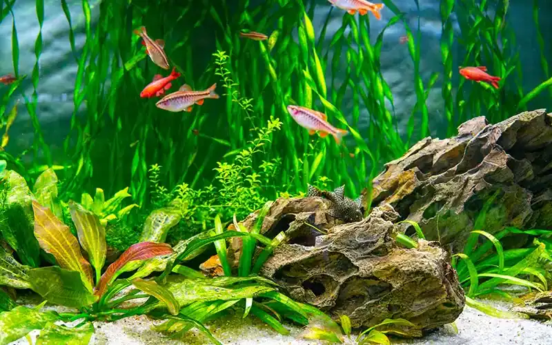 Gezond beplant aquarium met levendige waterplanten en vissen, geoptimaliseerd door NPK-bemesting