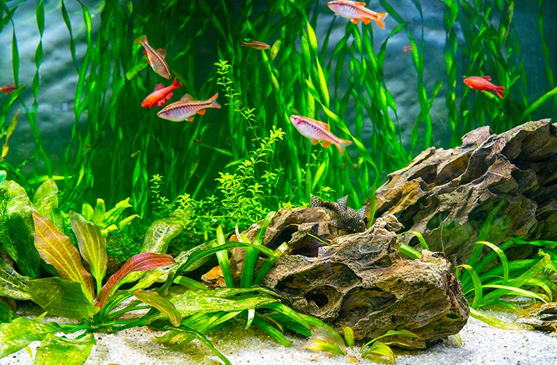 Gezond beplant aquarium met levendige waterplanten en vissen, geoptimaliseerd door NPK-bemesting