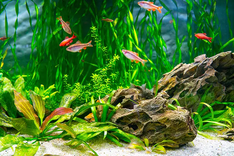 Gesund bepflanztes Aquarium mit kräftigen Wasserpflanzen und Fischen, optimiert durch NPK-Düngung
